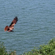 Eagle watching us on Kahagara Lighthouse
